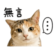 854119412