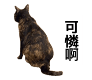 854132355