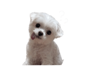 854132412