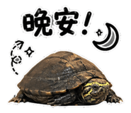854137867