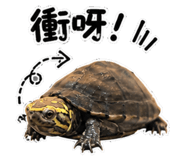 854137868