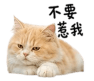 854139070