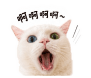 854154815
