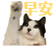 854155987