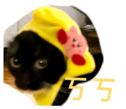 854155995