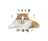 854158782