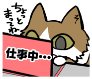854260035