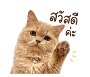 854266332
