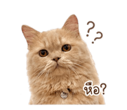 854269848