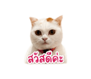 854300466