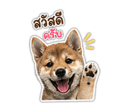854323825