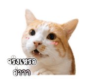854323992