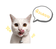 854328054