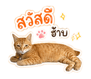 854331116