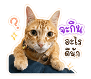 854331118