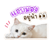 854331132