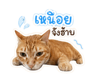 854331133