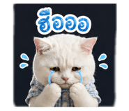 854334035