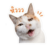 854334159
