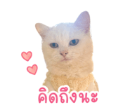 854360585