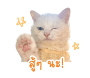 854360586