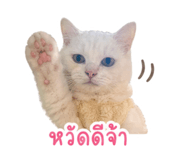 854360591