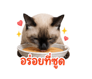 854372328