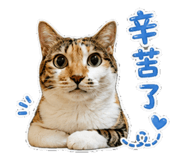 854378421