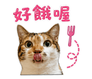 854378428