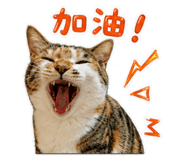 854378433