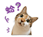 854378439
