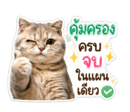 854403087