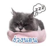 854405854