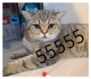 854420095
