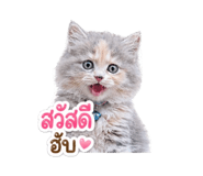 854422017