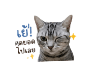 854426008