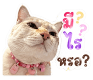 854430867