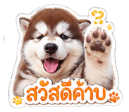 854433963