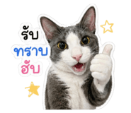 854434381