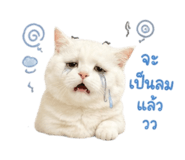 854437124
