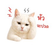 854437126