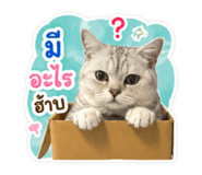 854440591