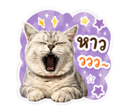 854440600