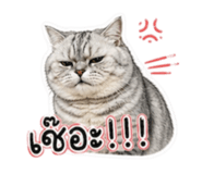 854444117