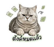 854444133