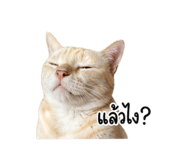 854448844
