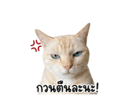 854448849