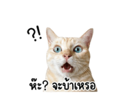 854448850