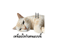 854448855