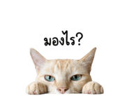 854448856